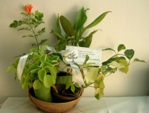 Give the Gift of Green